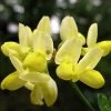 Coronille - Coronilla Valentina Subsp. Glauca Citrina -Magasin De Plantes Coronilla valentina subsp glauca Citrina 82796 1