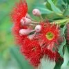 Corymbia Ficifolia - Eucalyptus Ou Gommier Rouge