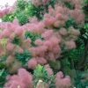 Cotinus Smokey Joe - Arbre à Perruque Nain. -Magasin De Plantes Cotinus Smokey Joe 85475 1