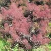 Cotinus Coggygria Lilla - Arbre à Perruque Nain. -Magasin De Plantes Cotinus coggygria Lilla 82791 1 1