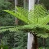 Cyathea Cooperi - Fougère Arborescente