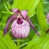 Cypripedium Lucy Pinkepank - Orchidée De Jardin Hybride, Sabot De Vénus -Magasin De Plantes Cypripedium Lucy Pinkepank copyright 17362 1