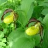 Cypripedium Calceolus - Sabot De Venus -Magasin De Plantes Cypripedium calceolus ld urjsa 80044 1