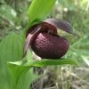 Cypripedium Smithii - Sabot De Vénus Rouge Pourpre -Magasin De Plantes Cypripedium smithii 80349 1