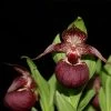 Cypripedium Tibeticum - Sabot De Vénus Rouge Pourpre -Magasin De Plantes Cypripedium tibeticum 80350 1
