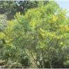 Genêt Ananas - Cytisus Battandieri -Magasin De Plantes Cytisus Battandieri 781928 1