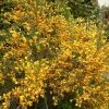 Genêt - Cytisus Scoparius Palette -Magasin De Plantes Cytisus Palette 100093 1