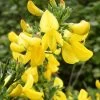 Genêt à Balais - Cytisus Scoparius Vanesse -Magasin De Plantes Cytisus scoparius Vanesse 100095 1