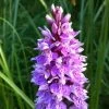Dactylorhiza Maculata, Orchis Tacheté - Orchidée Terrestre Et Vivace 1 Dactylorhiza Maculata, Orchis Tacheté - Orchidée Terrestre Et Vivace -Magasin De Plantes Dactylorhiza maculata 8161 1