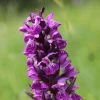 Dactylorhiza Majalis - Orchis De Mai Ou à Feuilles Larges -Magasin De Plantes Dactylorhiza majalis 8893 1