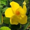 Dipladenia Diamantina Opale Citrine 2.0 - Mandevilla 2 Dipladenia Diamantina Opale Citrine 2.0 - Mandevilla -Magasin De Plantes Dipladenia diamantina opale citrine 164710 2