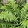 Dryopteris Kuratae - Fougère -Magasin De Plantes Dryopteris kuratea Fougere 16537 1