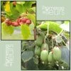 Duo Kiwi De Sibérie 'Ken's Red' (femelle) + 'Issai' (pollinisateur)