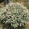 Elaeagnus Pungens Hosuba Fukurin - Chalef Panaché -Magasin De Plantes Elaeagnus pungens Hosuba Fukurin 781598 1