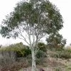Eucalyptus Niphophila - Gommier Des Neiges -Magasin De Plantes Eucalyptus niphophila 83311 1