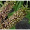 Eucomis Pole-evansii - Eucomide Blanche à Coeur Mauve. -Magasin De Plantes Eucomis pole evansii 6791 1