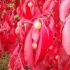 Euonymus Grandiflorus Red Wine - Fusain -Magasin De Plantes Euonymus grandiflorus Red Wine 85244 1
