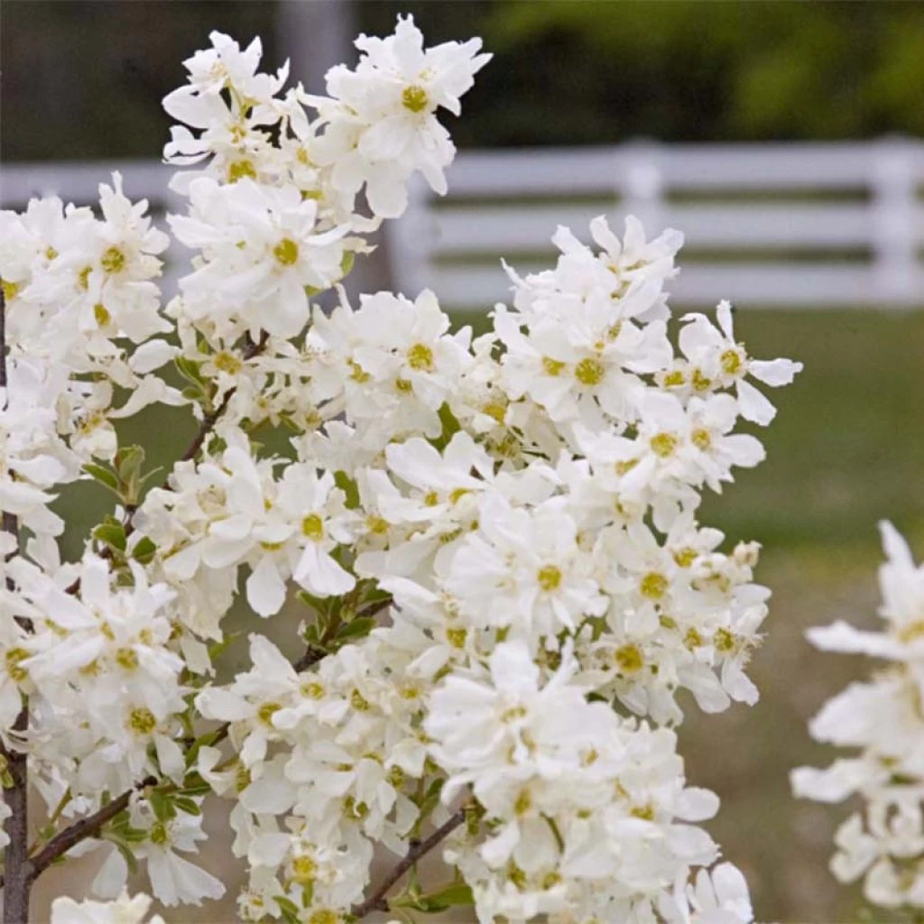Exochorda Lotus Moon - Exochorde Hybride - Arbre Aux Perles 3 Exochorda Lotus Moon - Exochorde Hybride - Arbre Aux Perles