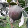 Feijoa Ou Acca Sellowiana Apollo - Goyavier Du Brésil -Magasin De Plantes Feijoa ou Acca sellowiana Apollo Goyavier du Bresil IF 180081 1