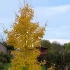 Ginkgo Biloba Fastigiata Gold Flame - Arbre Aux Quarante écus -Magasin De Plantes Ginkgo Biloba fastigiata Gold Flame LD 16550 1
