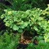 Ginkgo Biloba Troll - Arbre Aux Quarante écus Nain -Magasin De Plantes Ginkgo biloba Troll 86104 1