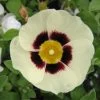 Halimiocistus Wintonensis Merrist Wood Cream 2 Halimiocistus Wintonensis Merrist Wood Cream -Magasin De Plantes Halimiocistus wintonensis Merrist Wood Cream 781979 1