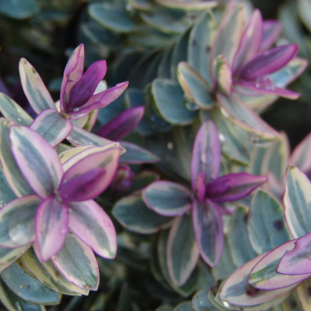 Hebe Lady Ann - Véronique Arbustive 3 Hebe Lady Ann - Véronique Arbustive