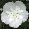 Hibiscus Syriacus White Chiffon - Althéa Blanc Double -Magasin De Plantes Hibiscus White Chiffon copyright 75441 1 2