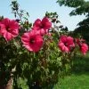 Hibiscus Moscheutos PLANET Griotte - Hibiscus Des Marais -Magasin De Plantes Hibiscus moscheutos PLANET Griotte TANGRI 82331 1