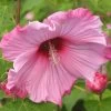 Hibiscus Moscheutos Sweet Caroline - Hibiscus Des Marais -Magasin De Plantes Hibiscus moscheutos Sweet Caroline 83350 1