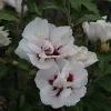 Hibiscus Syriacus Lady Stanley - Althéa Semi-double Bicolore -Magasin De Plantes Hibiscus syriacus Lady Stanley 81337 1