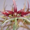 Amaryllis Chico -Magasin De Plantes Hippeastrum chico ld ukhviid 56969 1