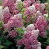Hydrangea Paniculata Vanille Fraise - Hortensia Paniculé -Magasin De Plantes Hortensia Vanille Fraise Pot de C10L 82017 1