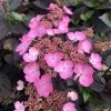 Hortensia Hybride - Hydrangea Daredevil -Magasin De Plantes Hortensia hybride hydrangea daredevil copyright 15070 1