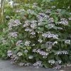 Hortensia - Hydrangea Aspera Bellevue -Magasin De Plantes Hydrangea aspera Bellevue 82657 1