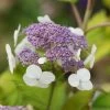 Hortensia - Hydrangea Aspera Goldrush -Magasin De Plantes Hydrangea aspera sarg Goldrush 85794 1