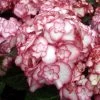 Hortensia - Hydrangea Macrophylla Miss Saori