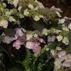 Hortensia - Hydrangea Macrophylla Blueberry Cheesecake -Magasin De Plantes Hydrangea macrophylla Blueberry Cheesecake 81576 1
