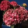 Hortensia - Hydrangea Macrophylla Magical Crimson -Magasin De Plantes Hydrangea macrophylla Magical Crimson 81578 1