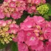 Hortensia - Hydrangea Macrophylla Rosita -Magasin De Plantes Hydrangea macrophylla Rosita 82568 1