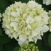 Hortensia - Hydrangea Macrophylla Sœur Thérèse -Magasin De Plantes Hydrangea macrophylla Soeur Therese 82569 1