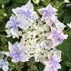 Hortensia - Hydrangea Macrophylla Stargazer -Magasin De Plantes Hydrangea macrophylla Stargazer copyright 554002 1