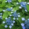 Hortensia Serrata Annie's Blue -Magasin De Plantes Hydrangea serrata Annie s Blue copyright 87391 1