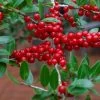 Houx Verticillé Femelle Maryland Beauty - Ilex Verticillata -Magasin De Plantes Ilex verticillata Maryland Beauty 15381 1