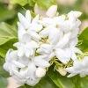 Jasmin D'Arabie - Jasminum Sambac -Magasin De Plantes Jasminum sambac copyright 85671111 1