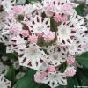 Kalmia Latifolia Windrose - Laurier Des Montagnes Blanc Et Brun Pourpré -Magasin De Plantes Kalmia latifolia Windrose 781991 1