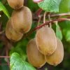 Kiwi Autofertile Boskoop - Actinidia Deliciosa -Magasin De Plantes Kiwi autofertile Boskoop Actinidia deliciosa copyright 1003541 1