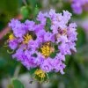 Lagerstroemia Indica Cordon Bleu - Lilas Des Indes Bleu Lavande -Magasin De Plantes Lagerstroemia indica Cordon bleu copyright 78173611 1