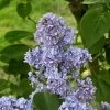 Lilas - Syringa Vulgaris Capitaine Baltet -Magasin De Plantes Lilas Capitaine Baltet Syringa vulgaris 82627 1