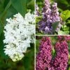 Lilas - Syringa Three Sisters -Magasin De Plantes Lilas Syringa Three Sisters copyright adobestock 19048 1